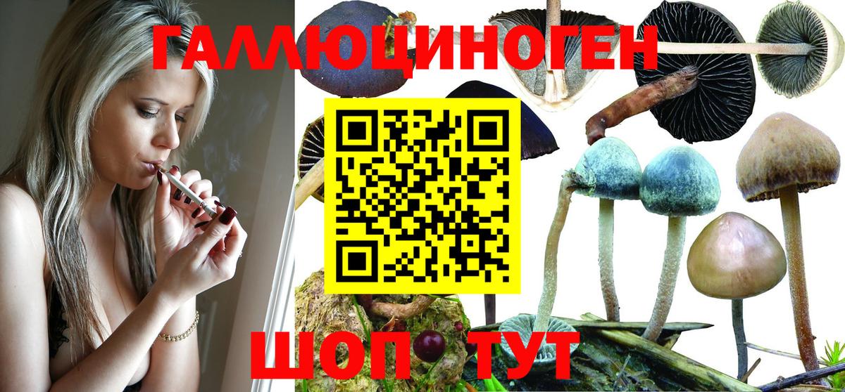 Псилоцибиновые грибы Psilocybine cubensis Фурманов